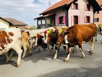 6 October 2018 Semsales